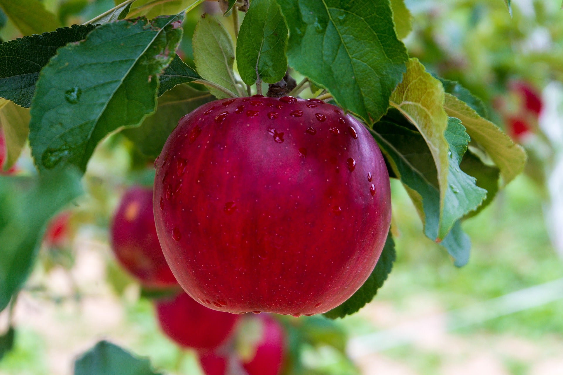 Wirkstoff Nahrungsergänzung ABC - Quercetin