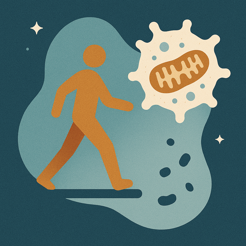 Bewegung für Langlebigkeit – warum weniger manchmal mehr ist