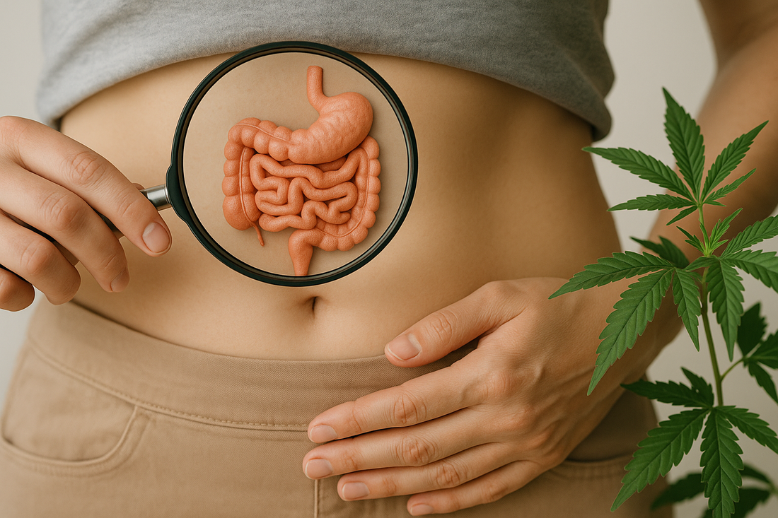 Darm & Zellgesundheit: Warum deine Langlebigkeit im Bauch beginnt